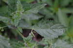 Black nightshade